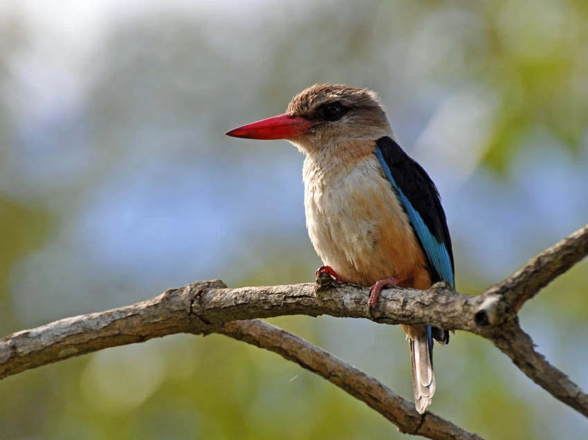 Arusha Birdlife