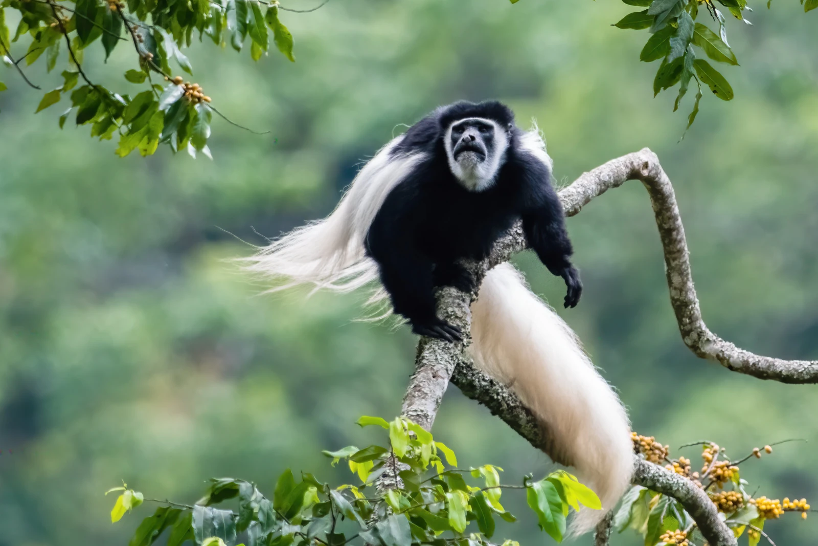 Colobus Monkey