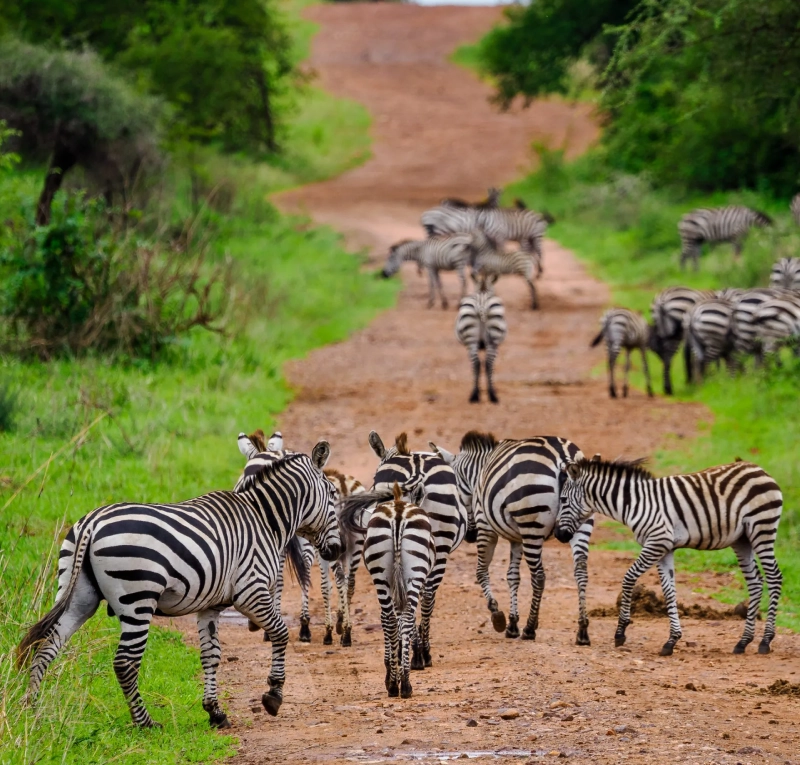 Low Season Travel In Kenya