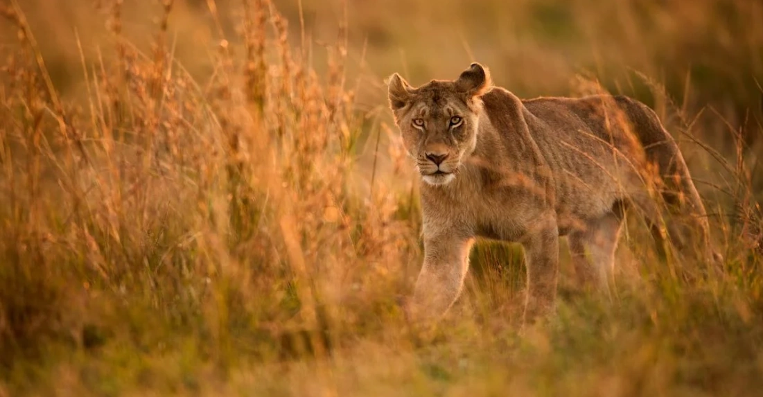 Kenya’s Safari Seasons