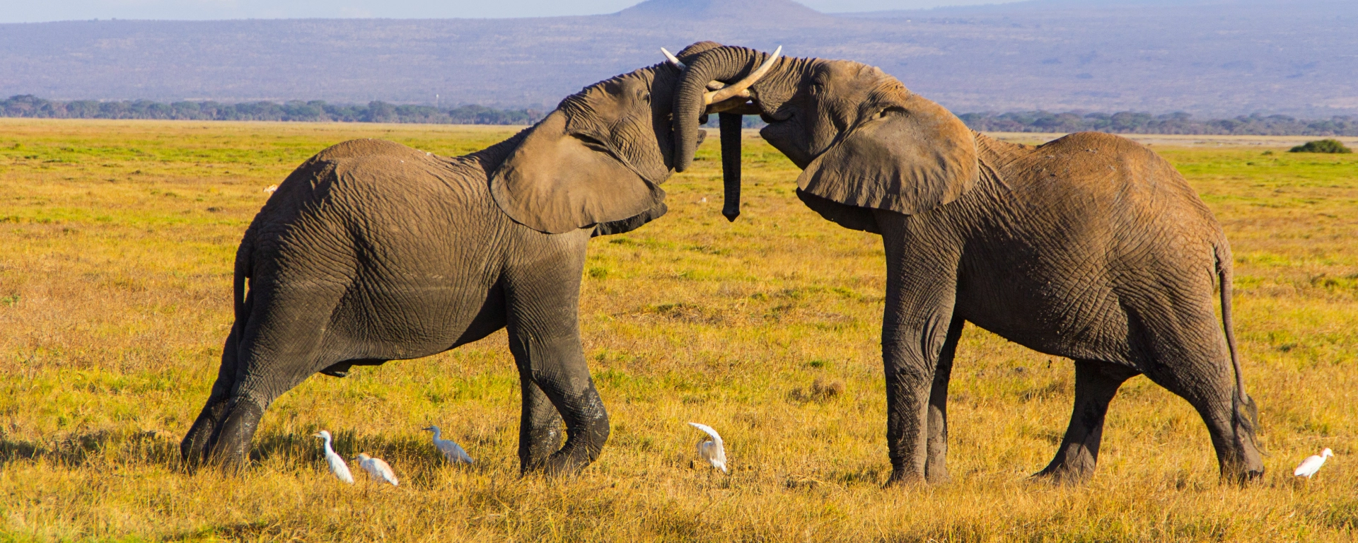 Best Time to Visit Kenya