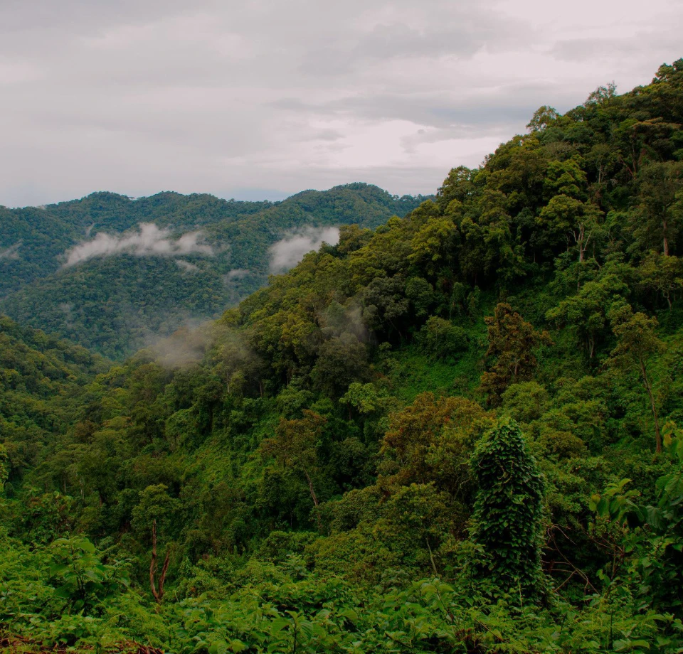 Rainforest and Valleys