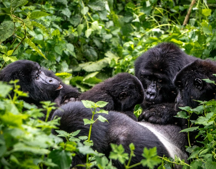 Bwindi Impenetrable National Park Wildlife