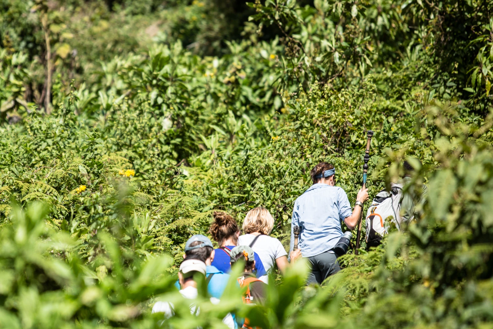 Gorilla Trek Morning