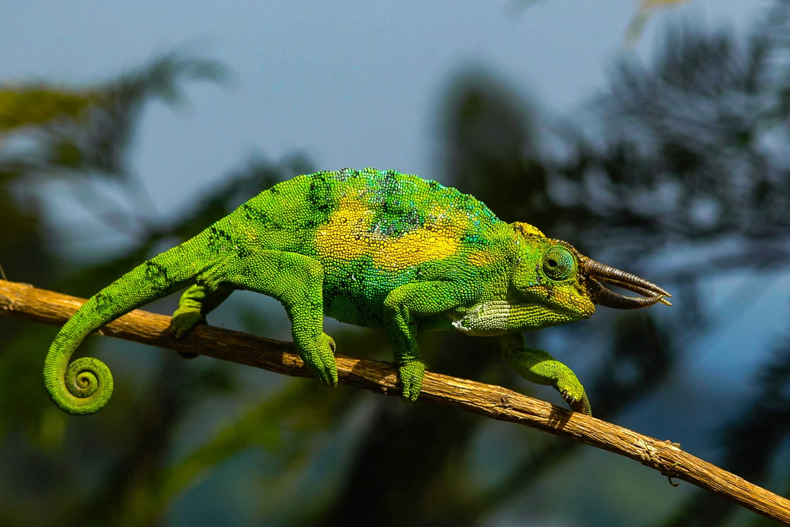 Endemic Species Search