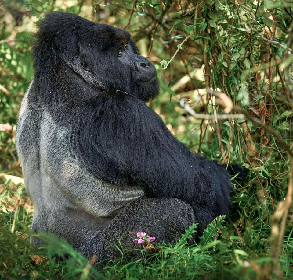 Gorillas Lead the List