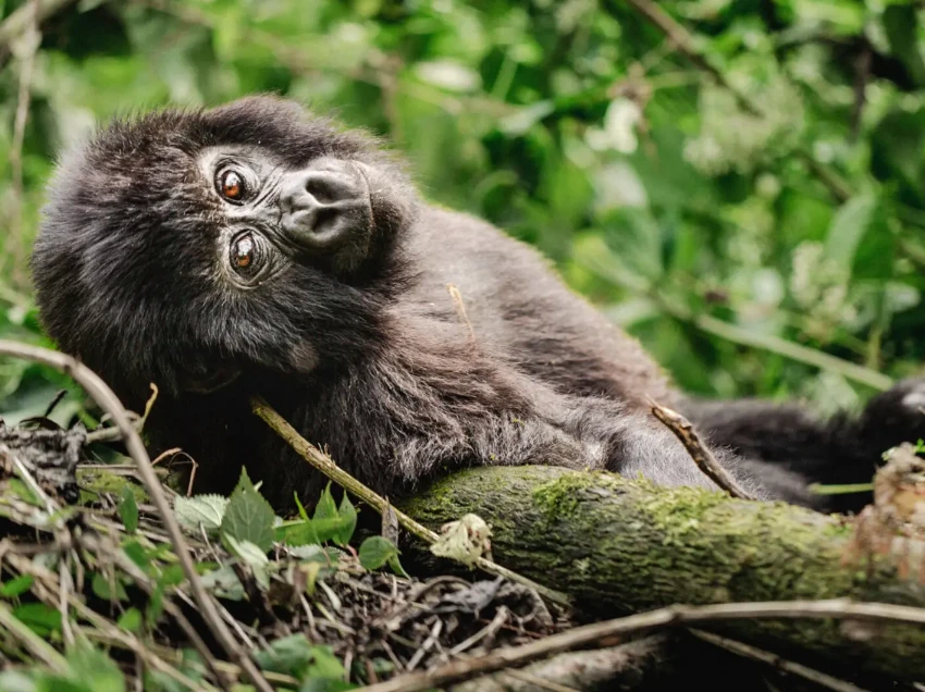 Bwindi Impenetrable National Park Wildlife