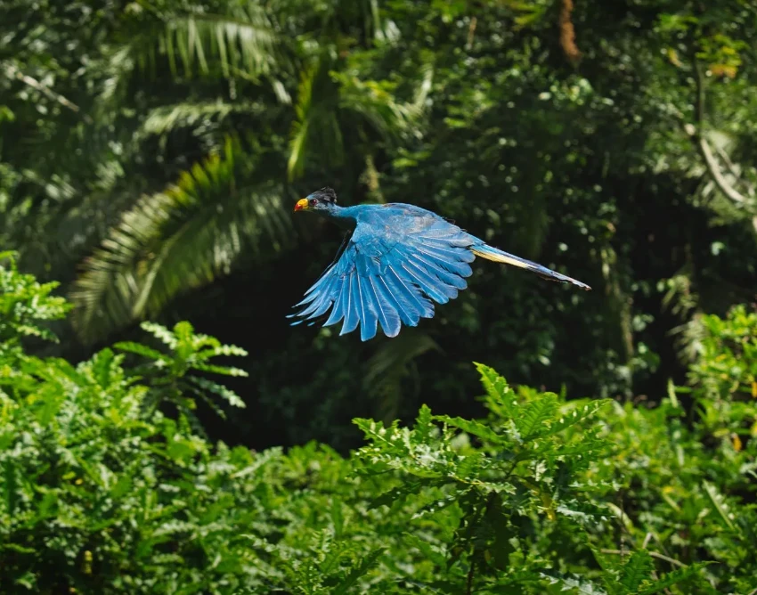 Bwindi Impenetrable National Park Wildlife