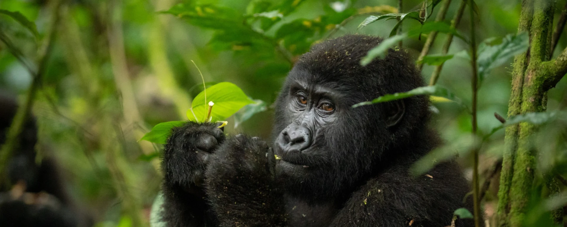Bwindi Impenetrable National Park
