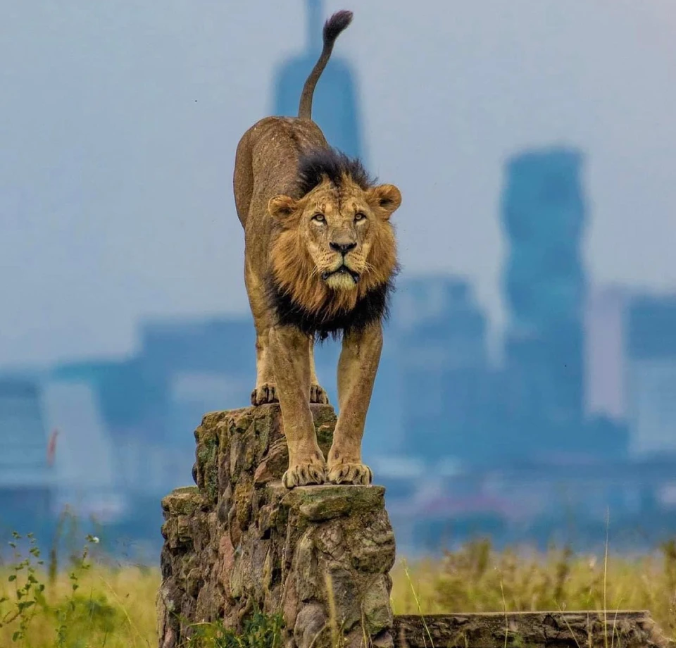 Wildlife Near the City