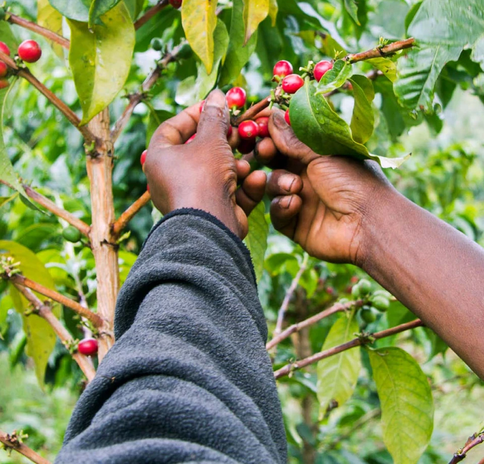 Nature Around Arusha