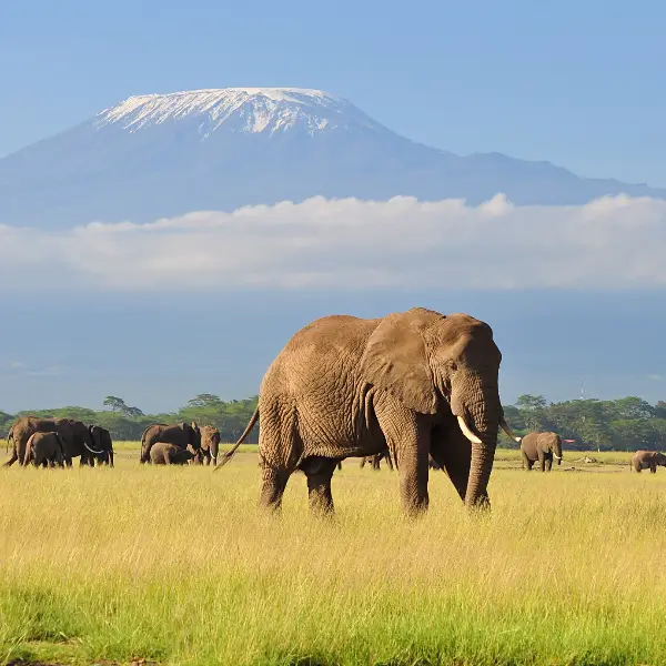 Amboseli