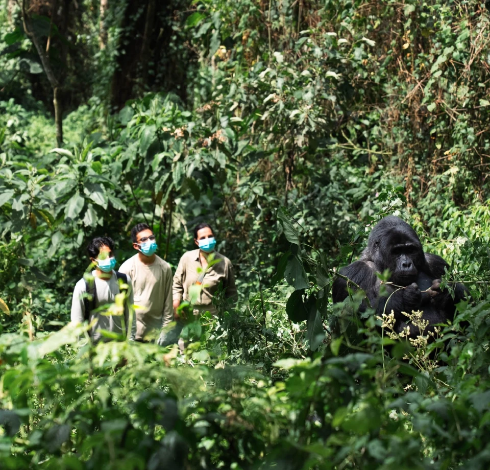 Deep Forest Encounters