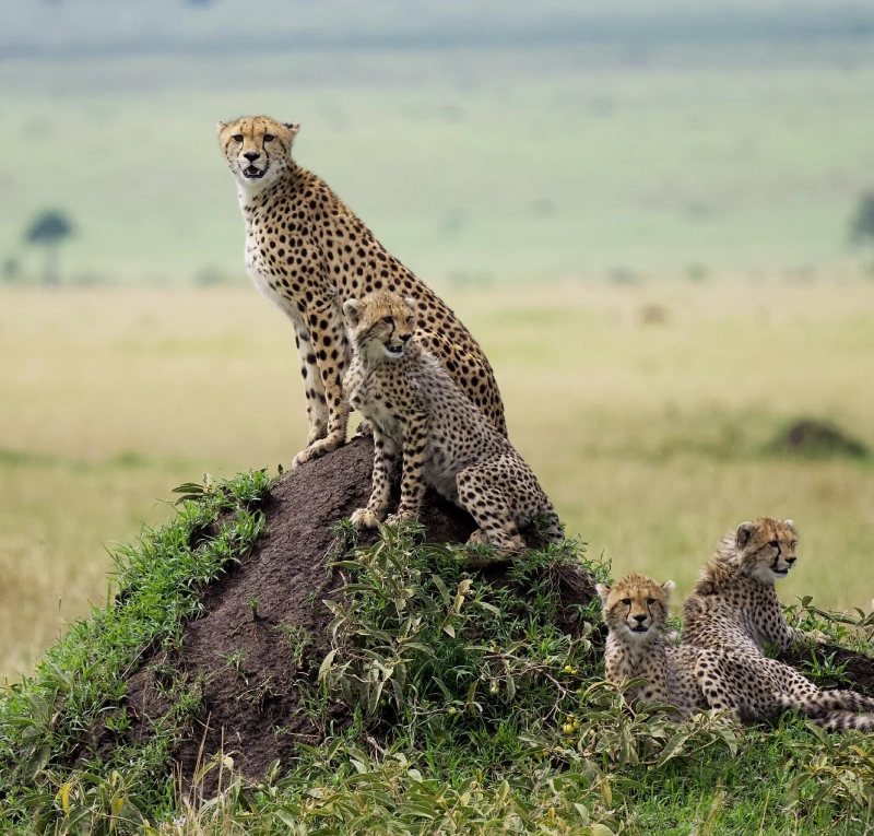 Kenya Safari Wildlife