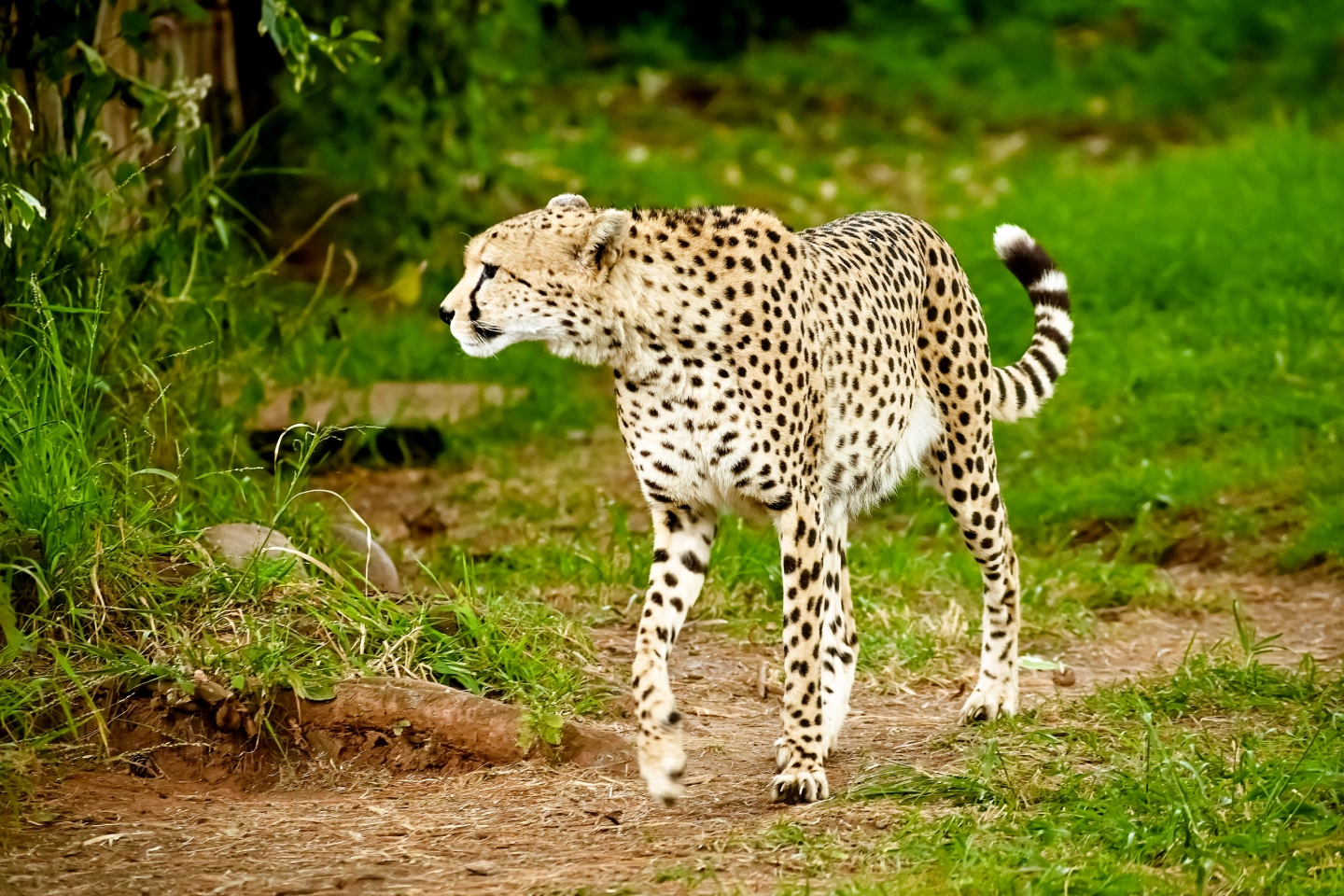 Kenya Destination Wildlife