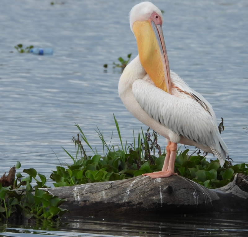 Kenya Safari Birdlife