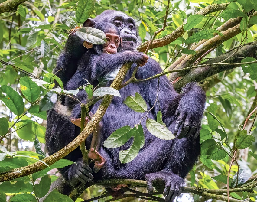 Kibale National Park Wildlife