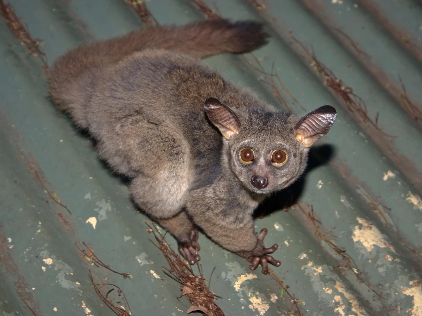 Kibale National Park Wildlife