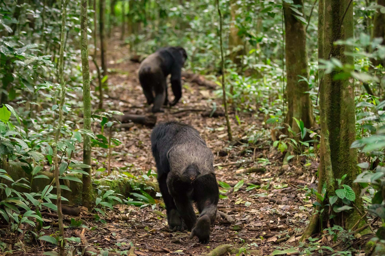 Chimp Trekking Session