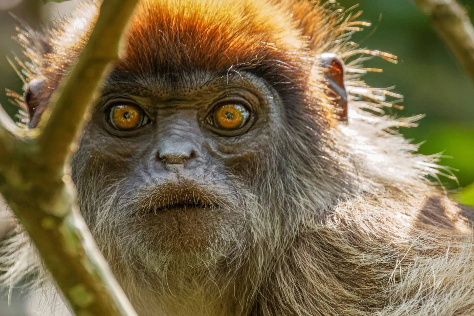 Monkey-Focused Nature Walk