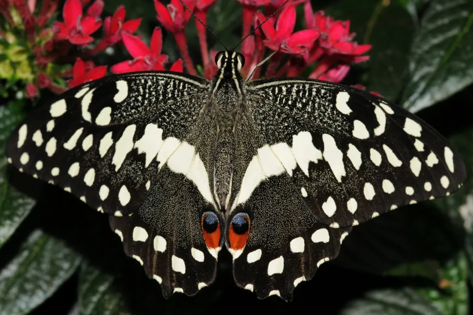 Butterfly And Insect Spotting