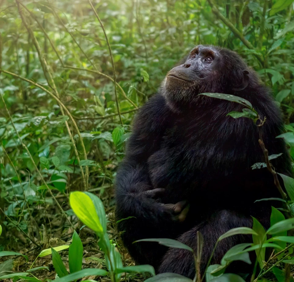 Always Cool with Rains