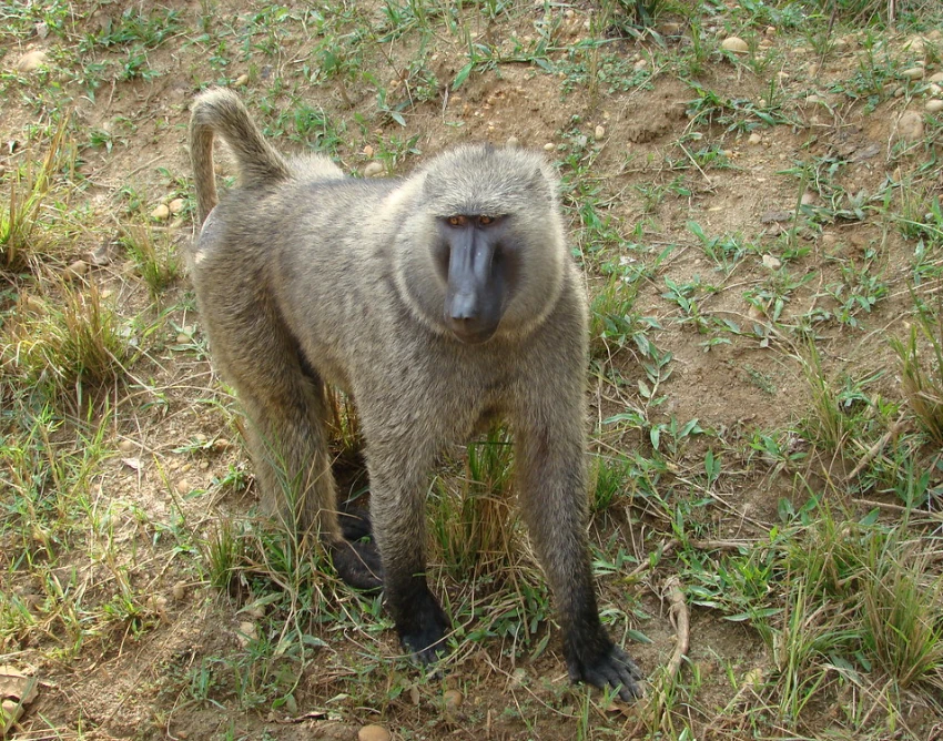 Kibale National Park Wildlife