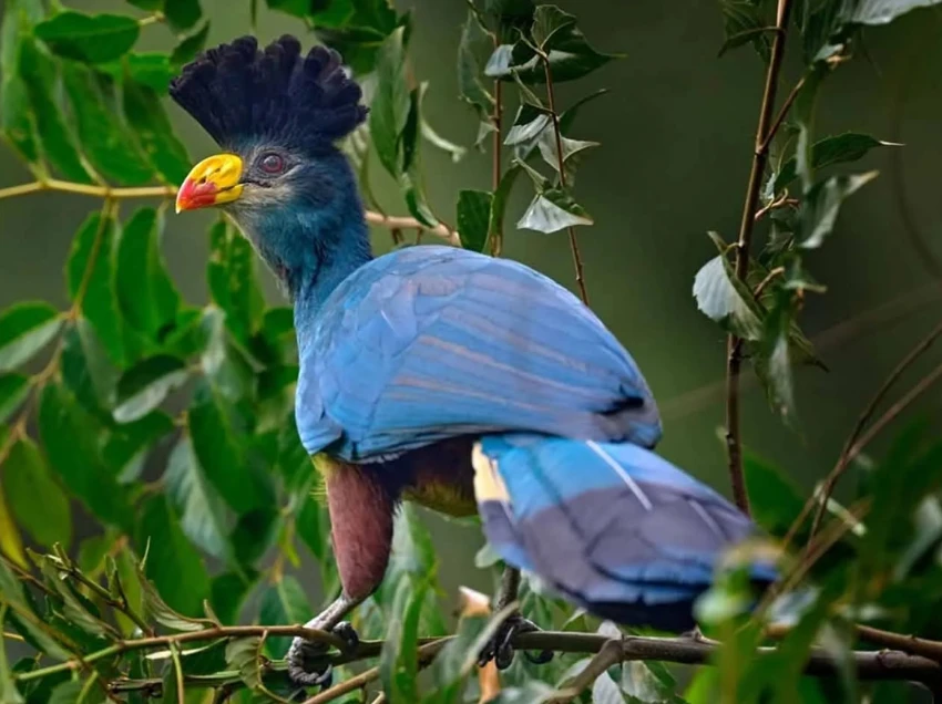 Kibale National Park Wildlife