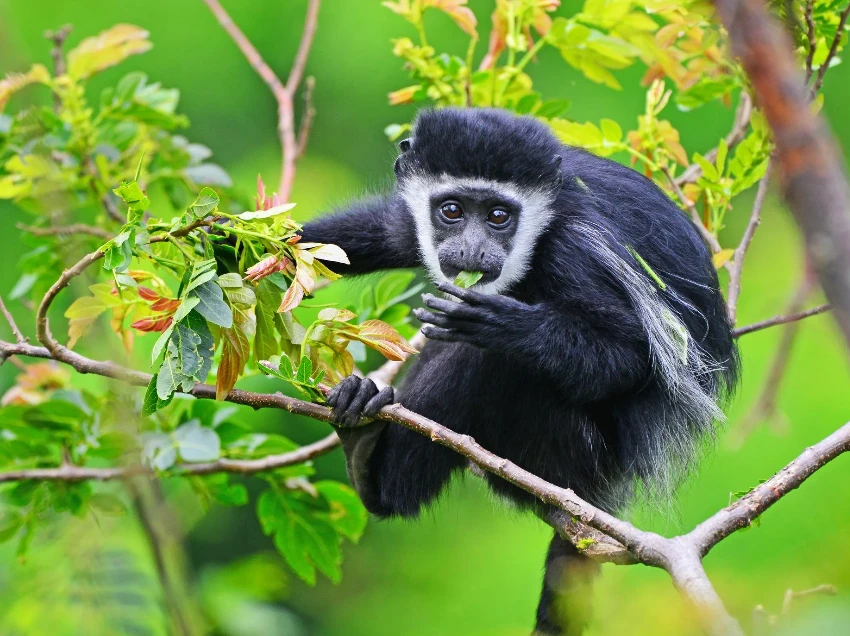 Kibale National Park Wildlife