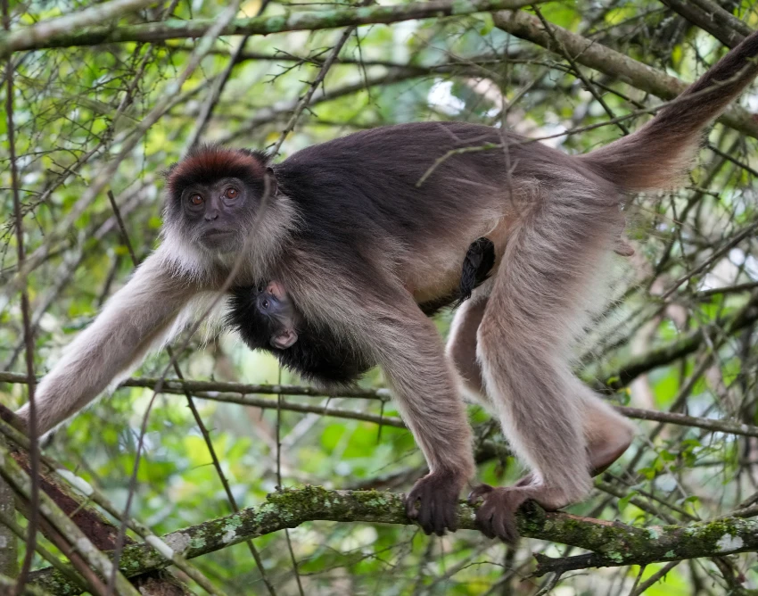 Kibale National Park Wildlife
