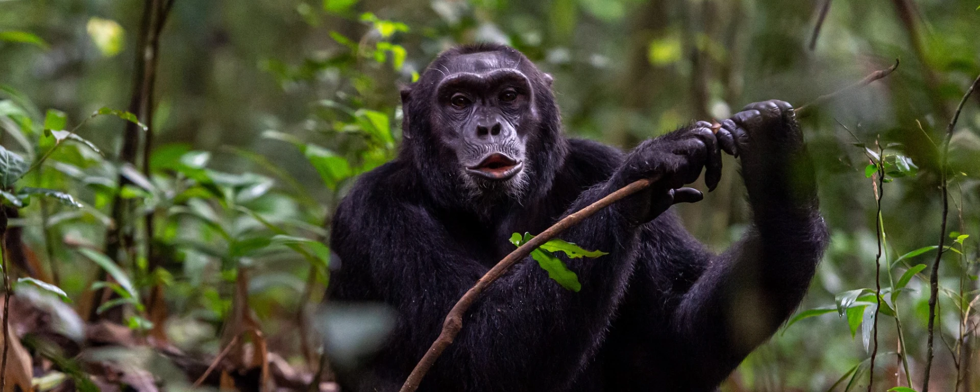 Kibale National Park