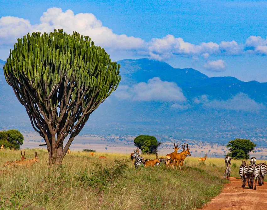 Kidepo Valley National Park Attractions