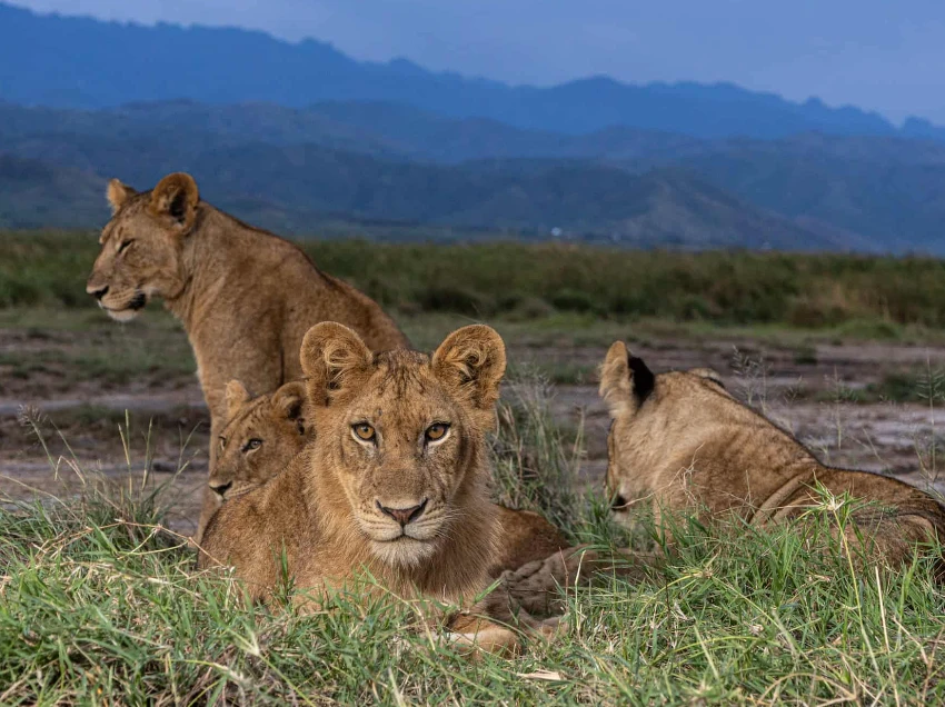 Kidepo Valley National Park Wildlife