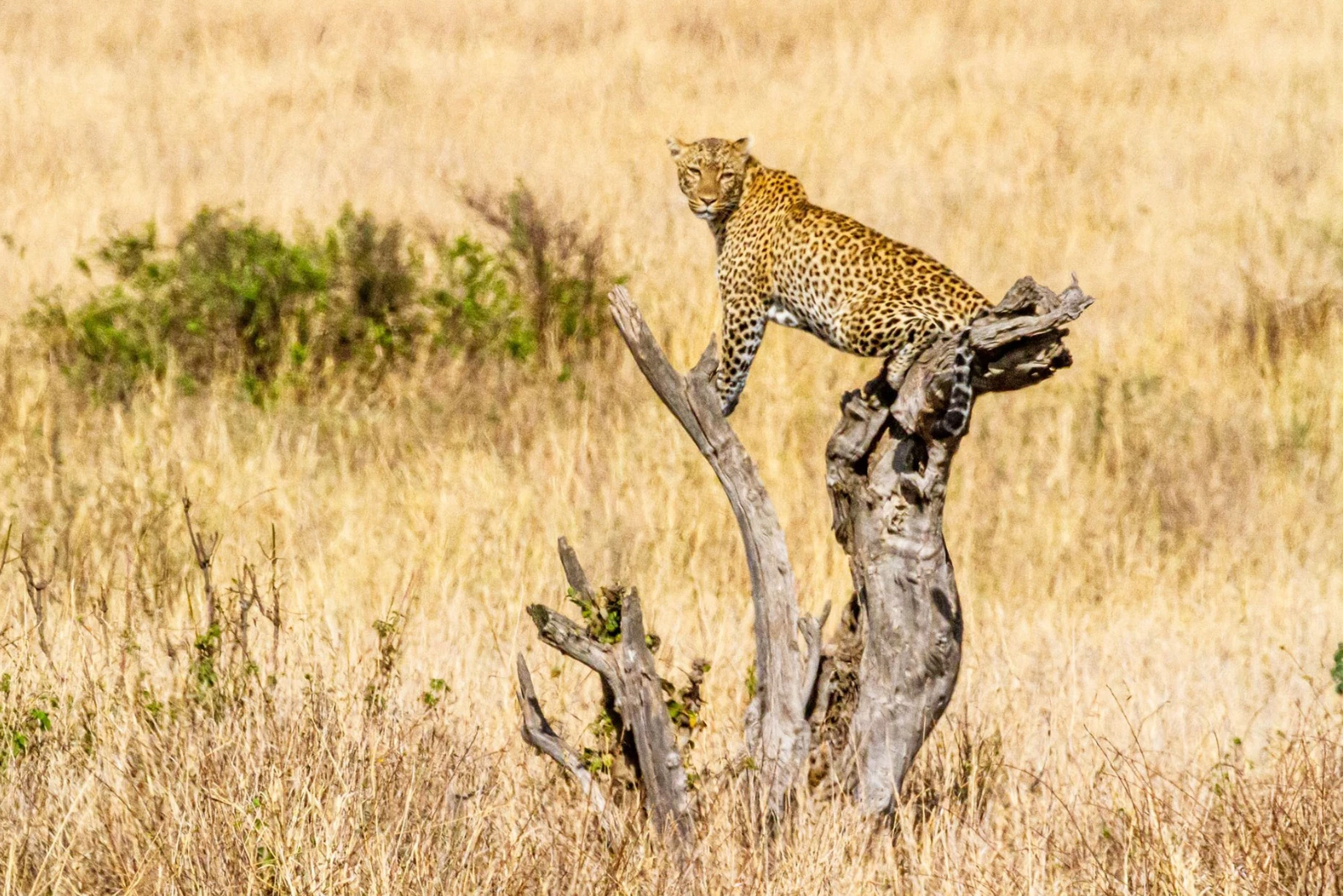 Predator Tracking Session