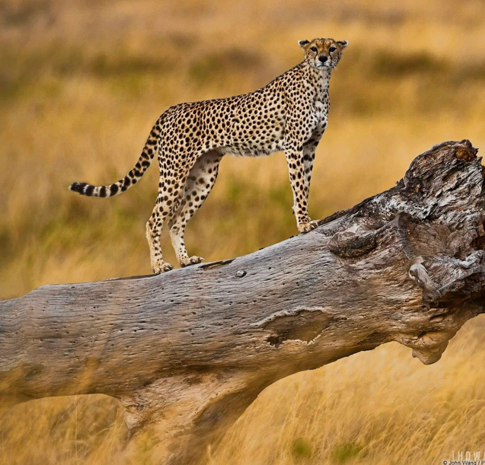 Dry-Country Specials