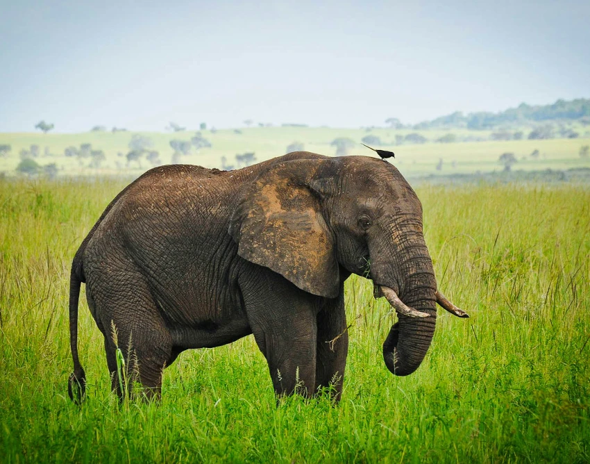 Kidepo Valley National Park Wildlife