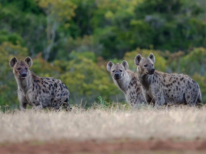 Kidepo Valley National Park Wildlife