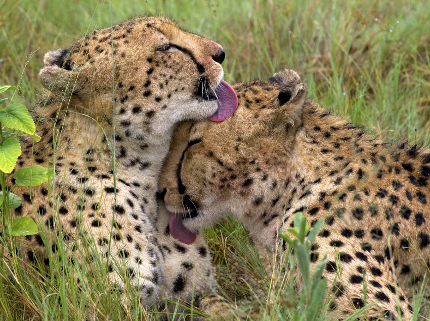 Kidepo Valley National Park Wildlife