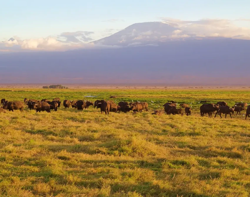 Kilimanjaro Wildlife