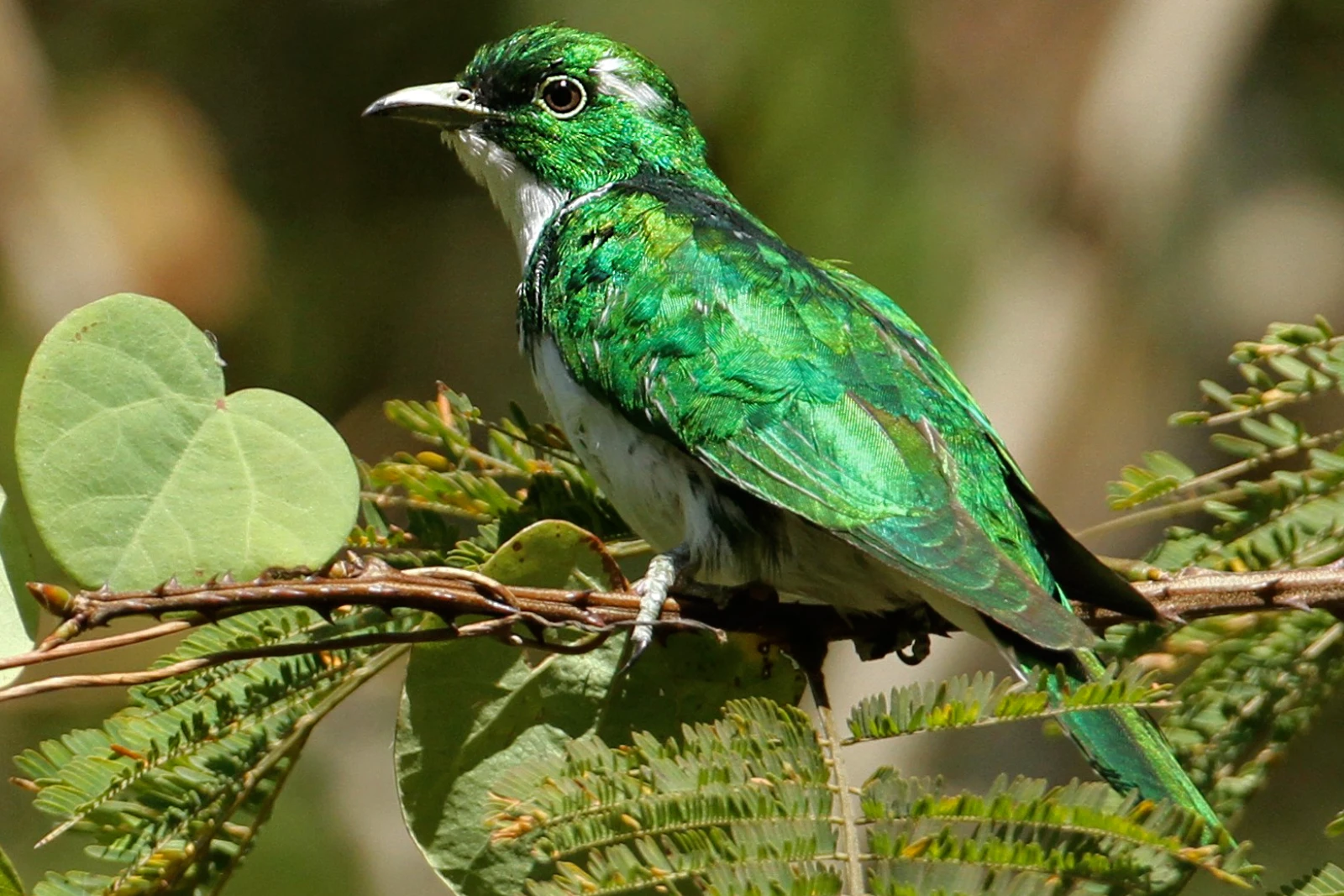 Highland Birdwatching Time