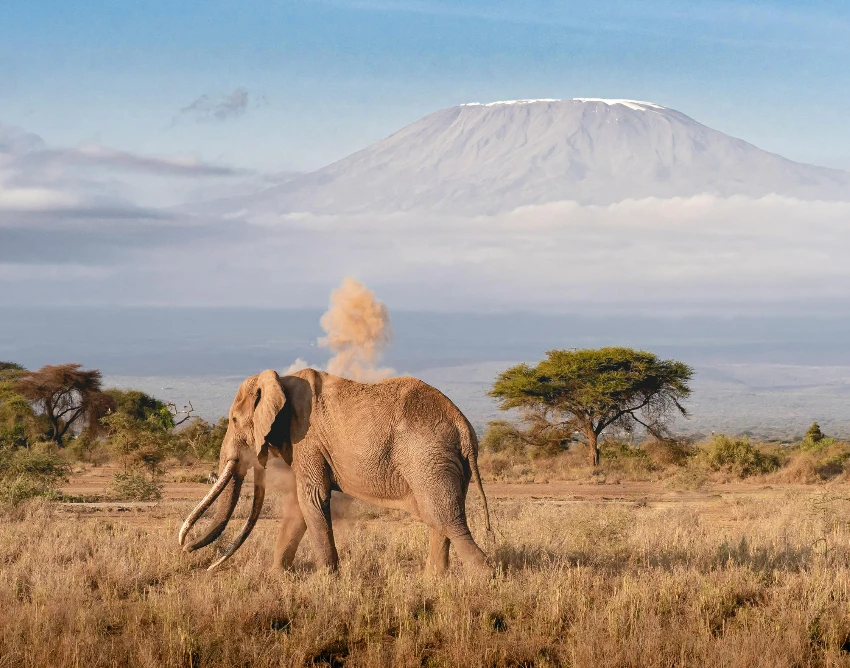 Kilimanjaro Wildlife
