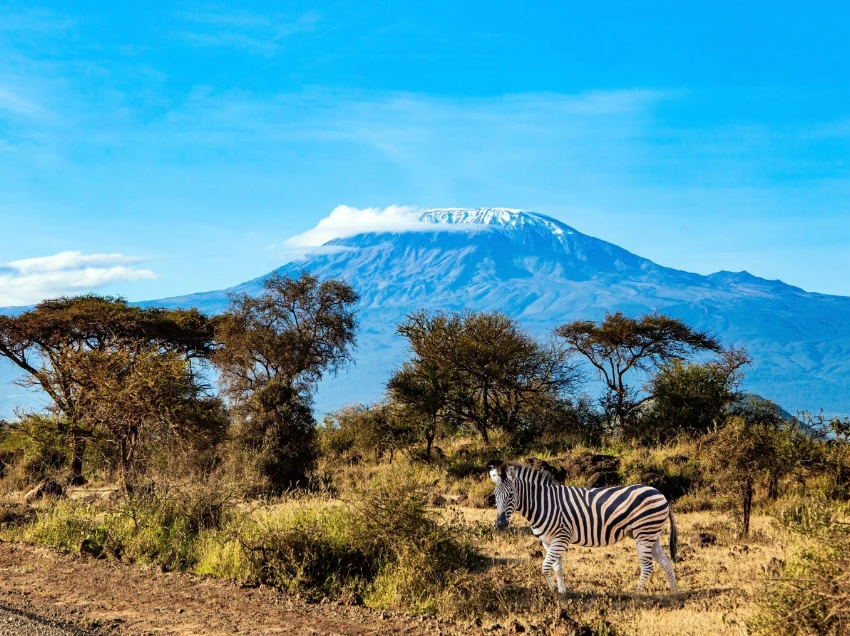 Kilimanjaro Wildlife