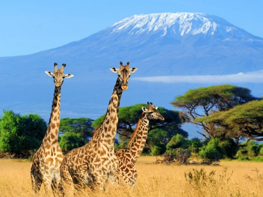 Kilimanjaro Wildlife
