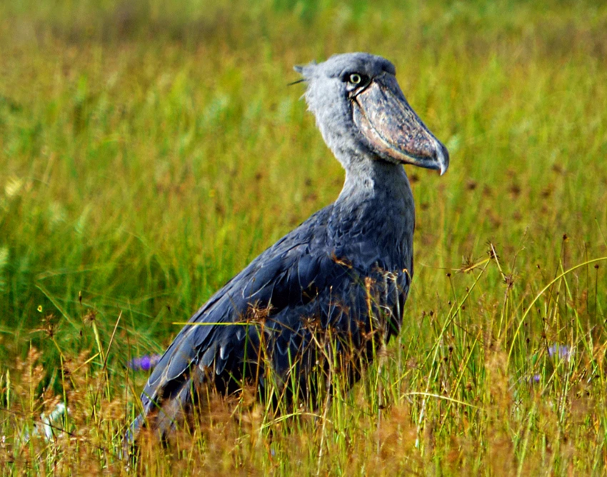 Lake Bunyonyi Wildlife