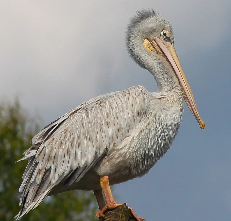 Lakeside Bird Watching