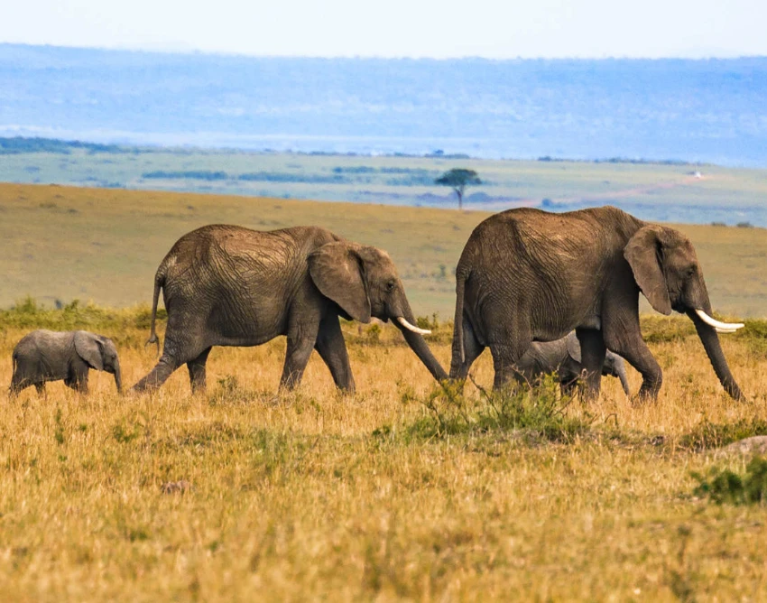 Lake Bunyonyi Wildlife