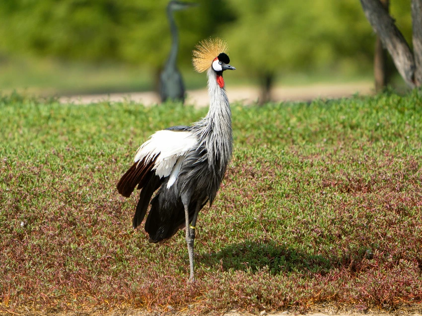 Lake Bunyonyi Wildlife