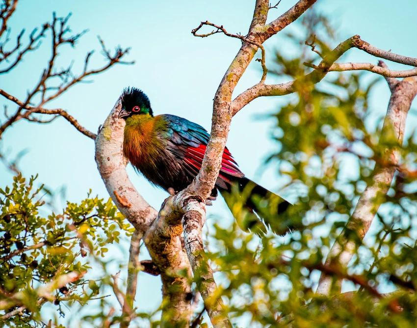 Lake Bunyonyi Wildlife