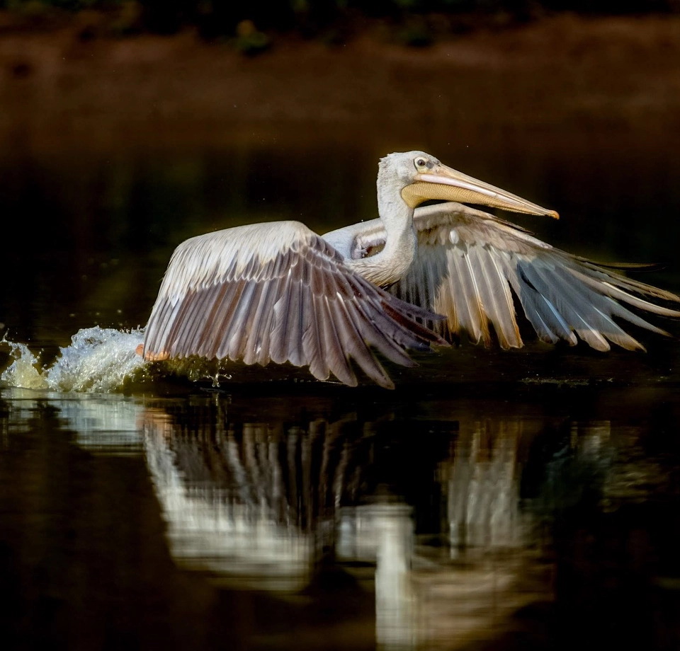 Rich Birdlife Wildlife Haven