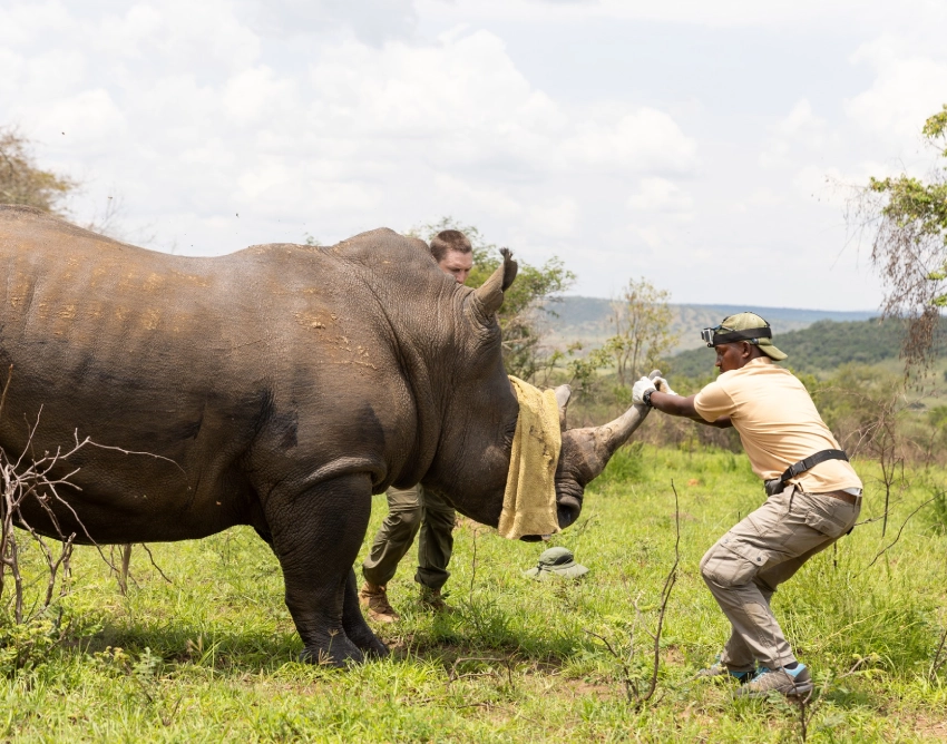 Lake Burera Wildlife